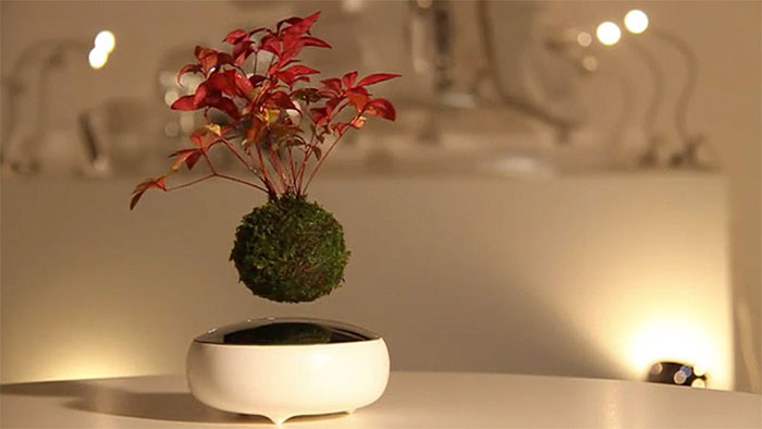 floating-bonsai-trees-air-hoshinchu-25