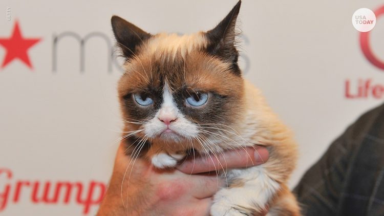 grumpy cat