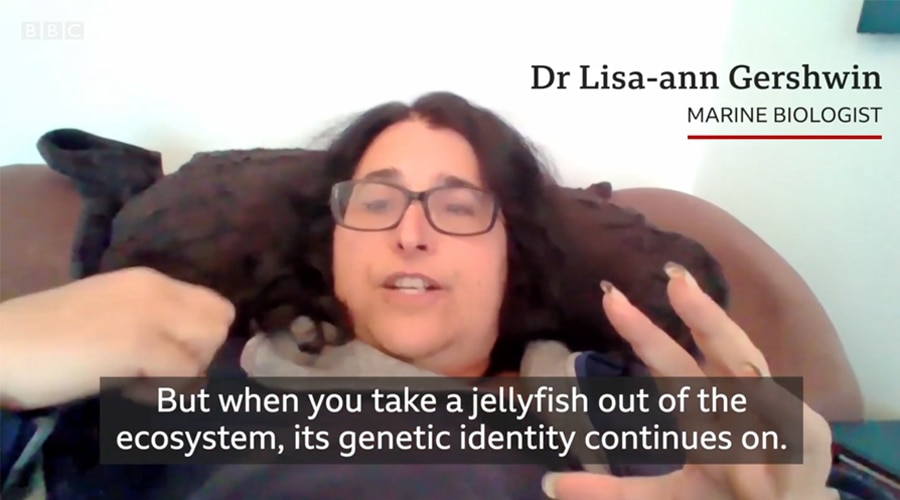 Dr. Lisa-ann Gershwin  Eating Jellyfish