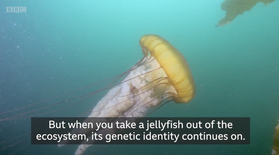Eating Jellyfish