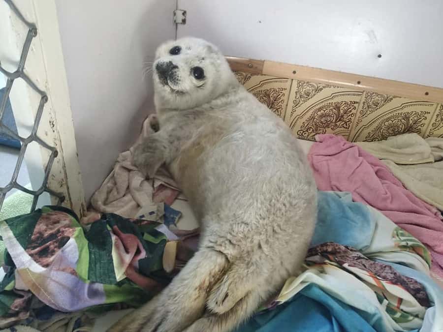 Baby seal nelly died from stress