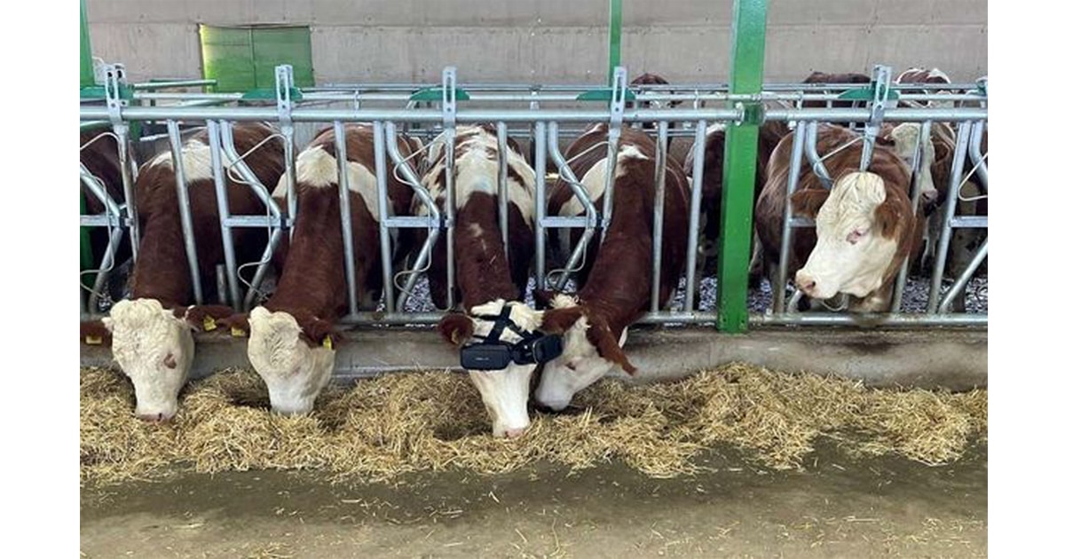 Cows in Turkey use VR headsets