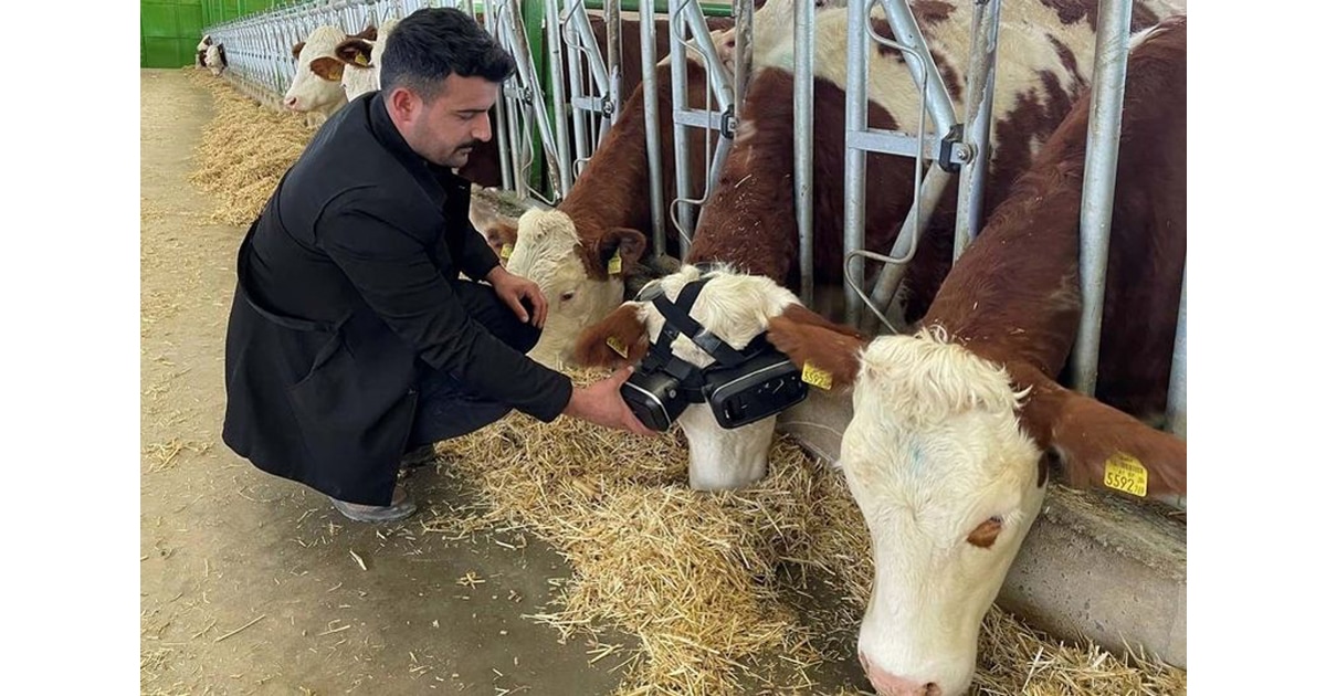 Cows in Turkey use VR headsets
