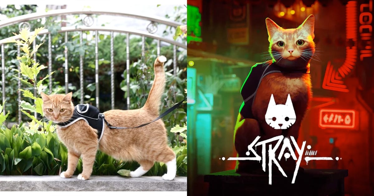 Stray x Travel Cat Harness & Leash Set - Limited Edition