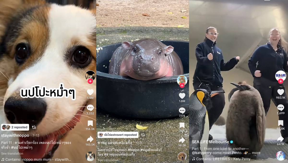 Year on TikTok 2024